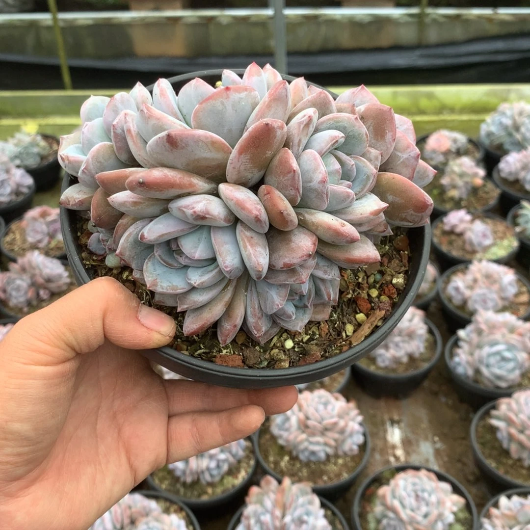 无花朵无砍哈哈哈哈哈哈哈哈哈35