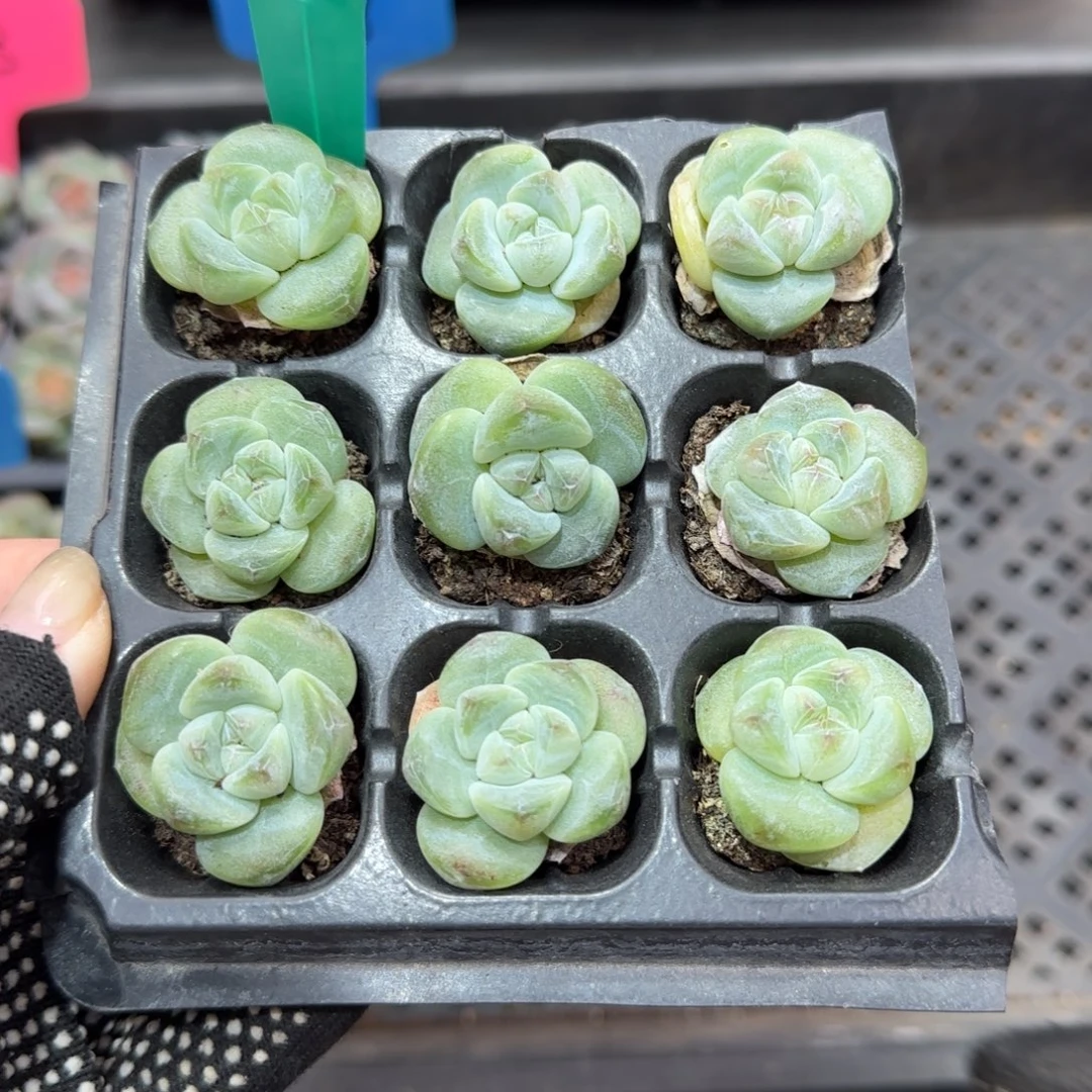 115满38包邮➗偏远发货后不退货退款