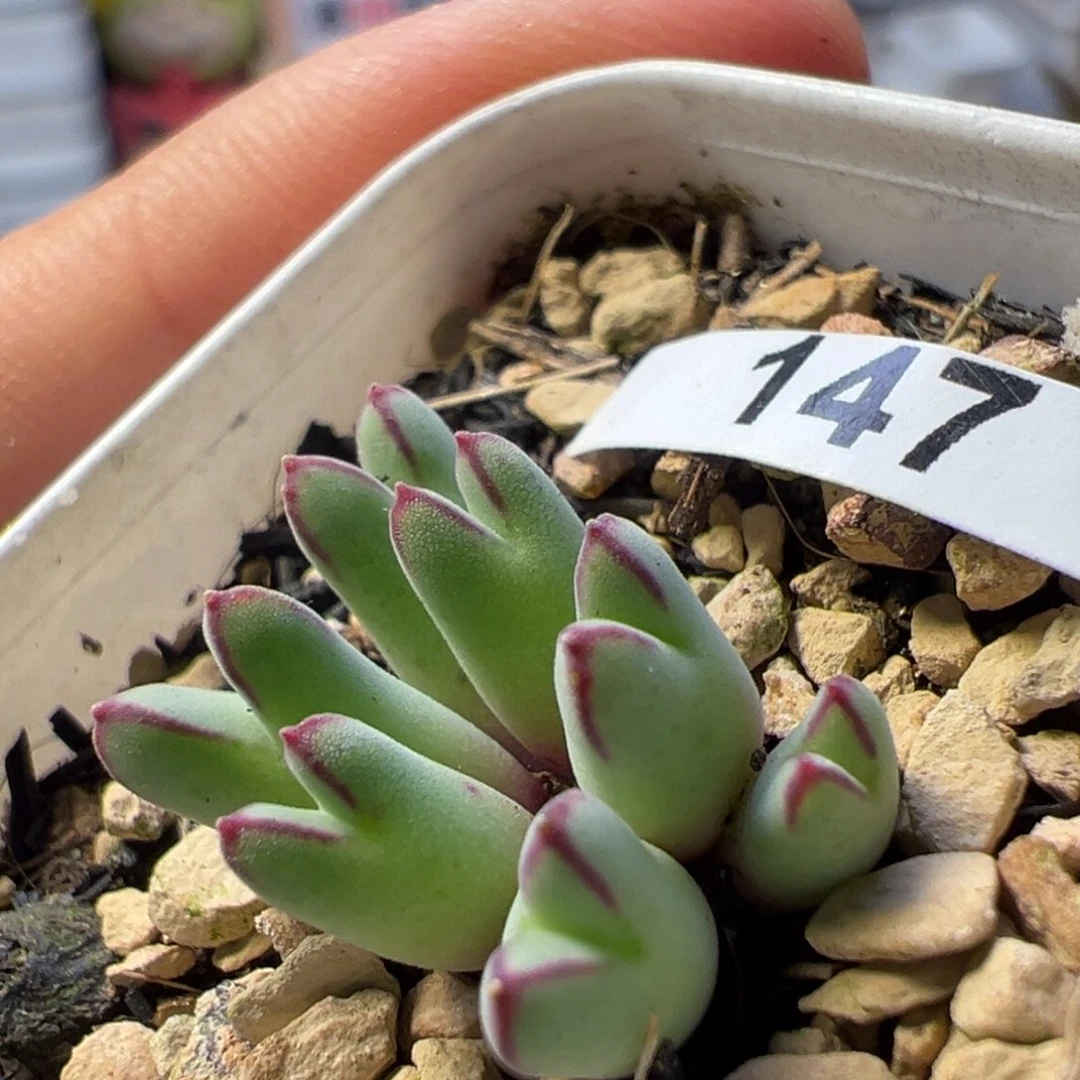 985猪蹄母本一物一拍