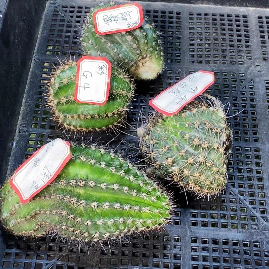 四个无根侧芽图中品20包邮