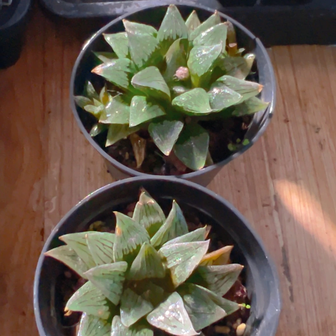 白鲨玉露多肉多肉一颗