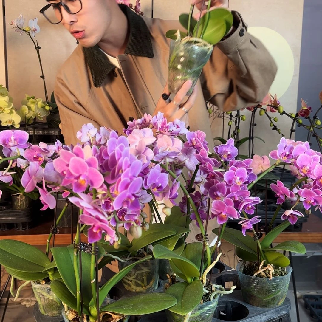 完全开放随机一棵/有掉花/欧洲小兰