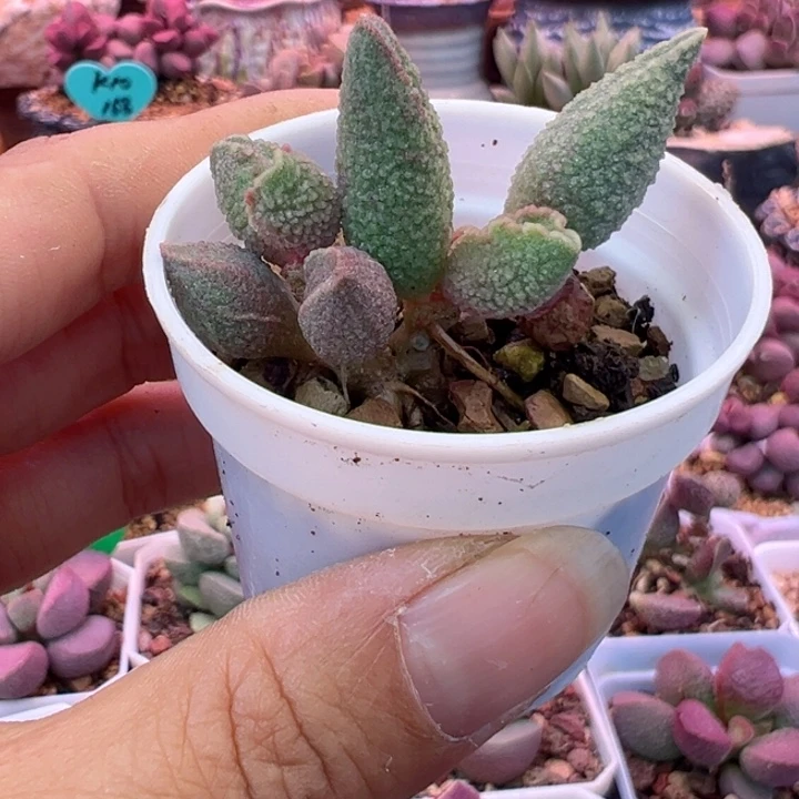 一物一拍，感谢支持