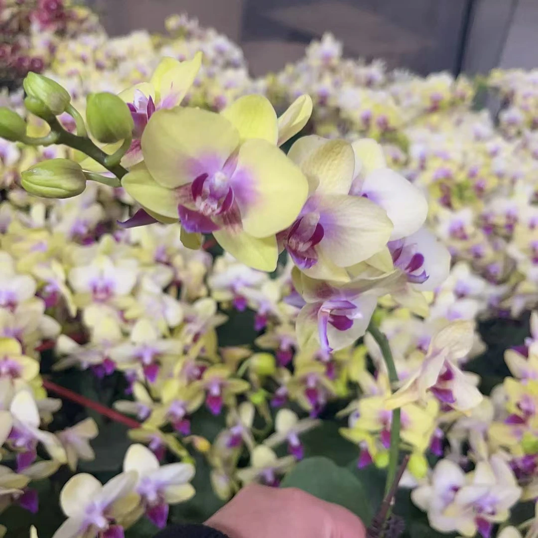 蝴蝶兰【摇滚乐】带花带花苞发货 室内花花 广州直发