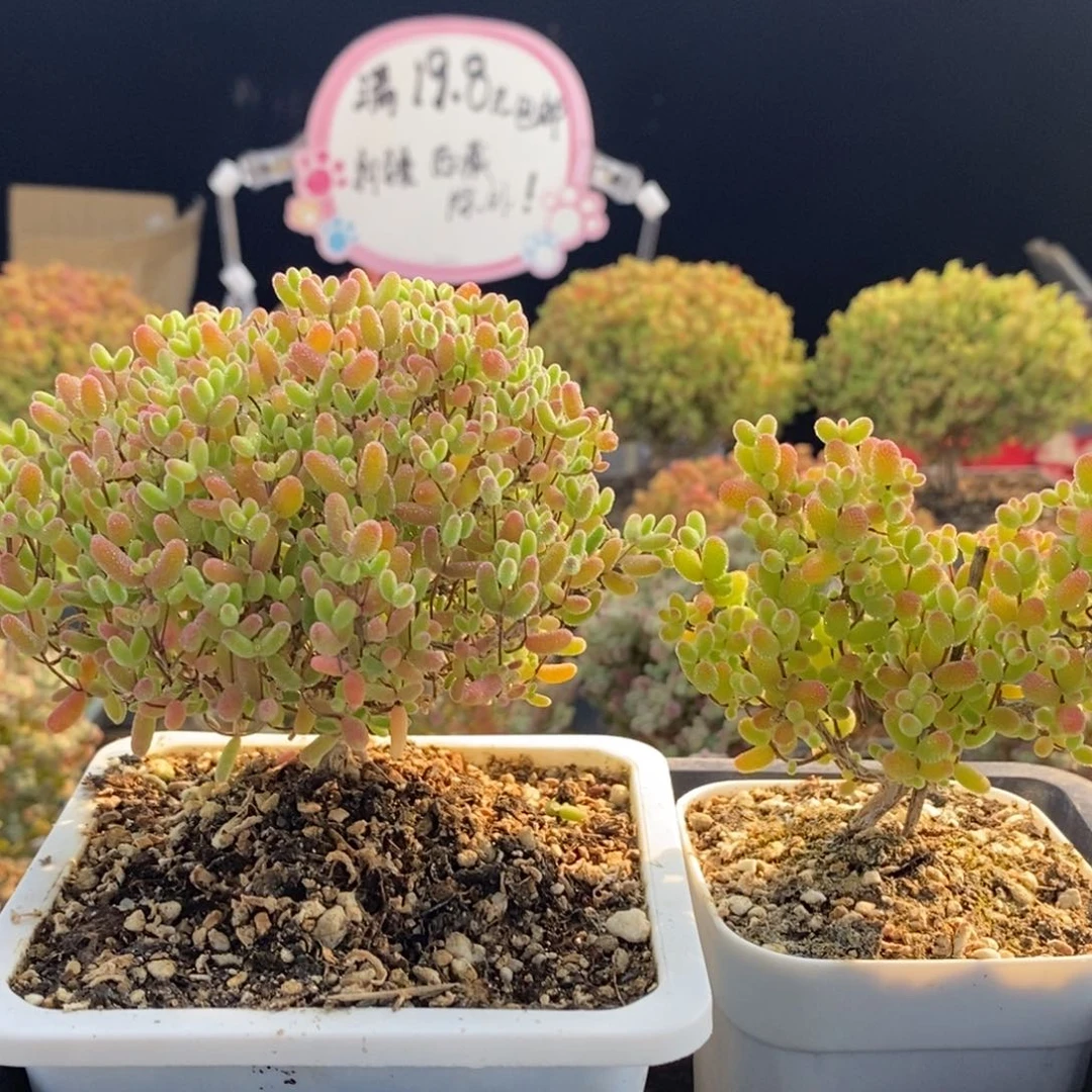 ?**①糖球组合0966枝干番杏