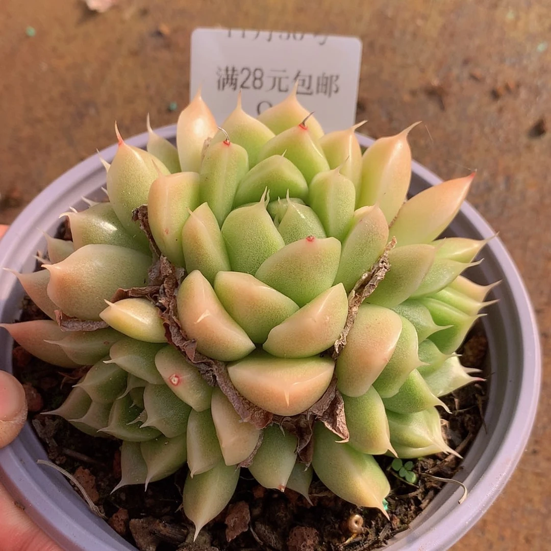 【闪购商品】云95号