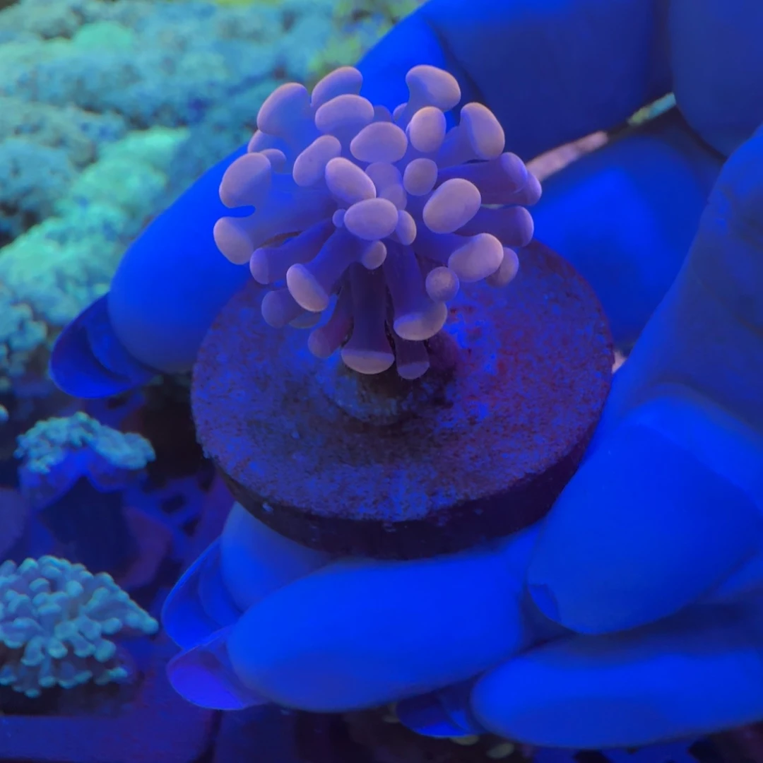 吉***。菇珊瑚金橙珍珠榔头