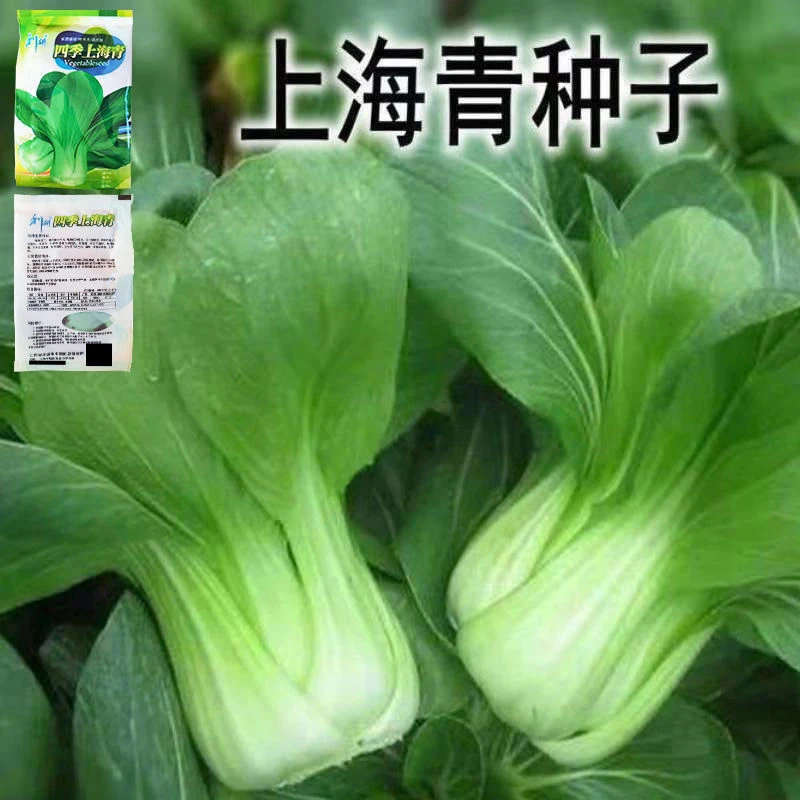 春季必种】四季种植上海青种子蔬菜种籽青菜油菜小白菜种子四季种
