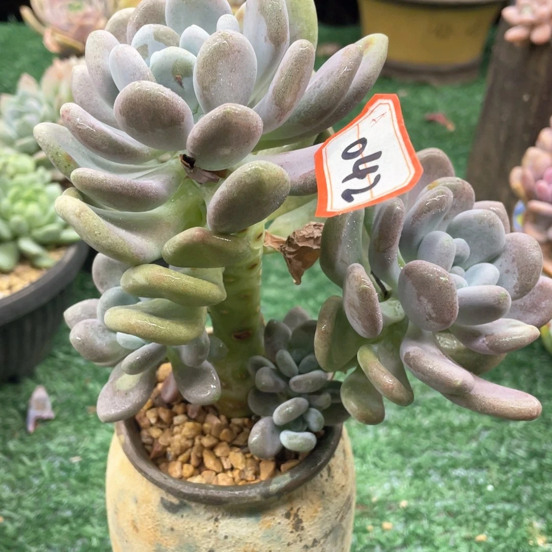 042 一物一拍28包邮