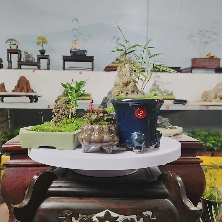 盆景，小玉山竹，玉玲珑用****9