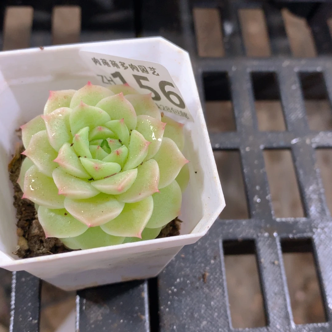 肉萌萌拇指盆精控多肉ZH156