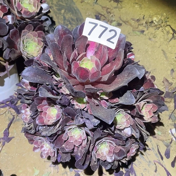 不**系多肉植物法师772花呐