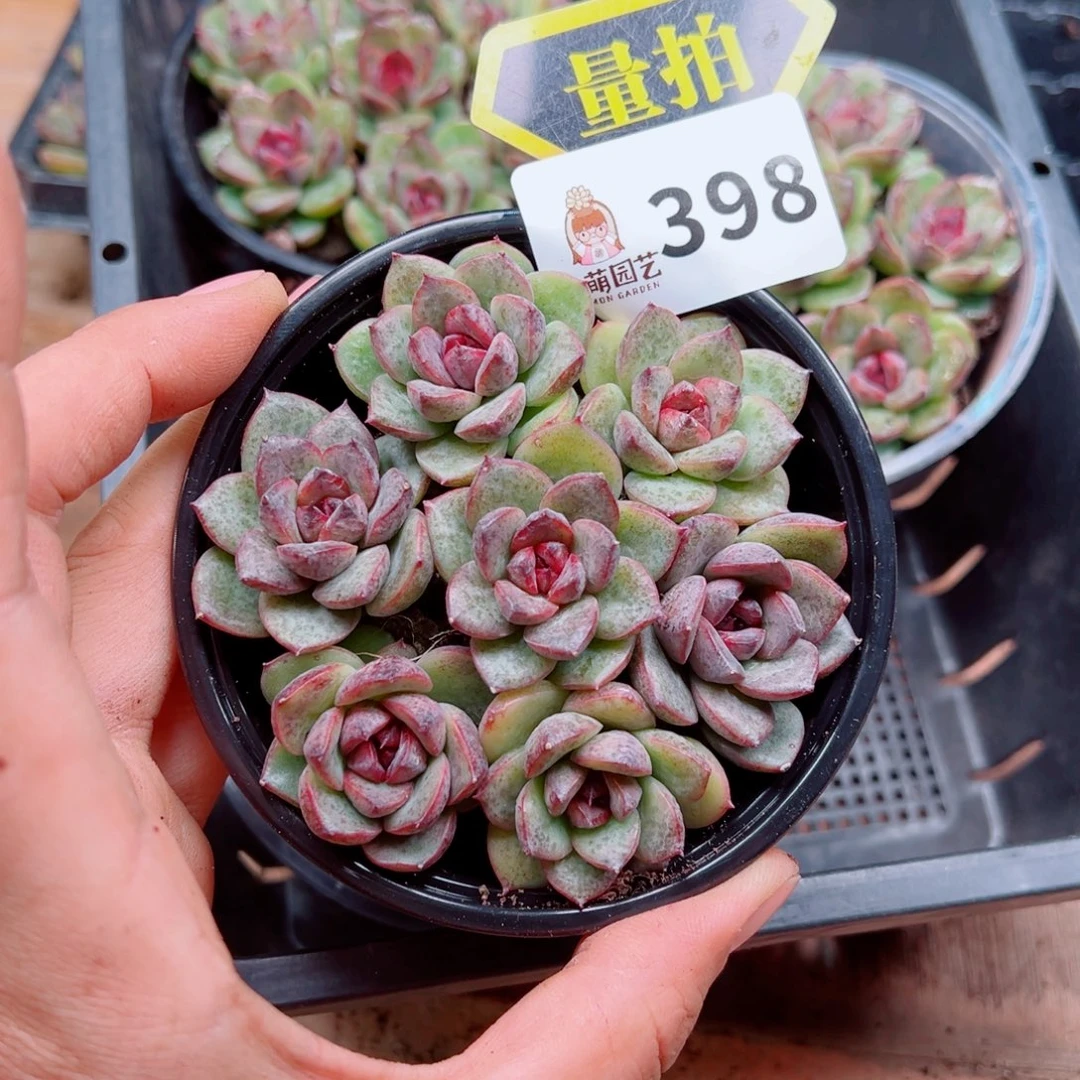 多肉植物多肉植物