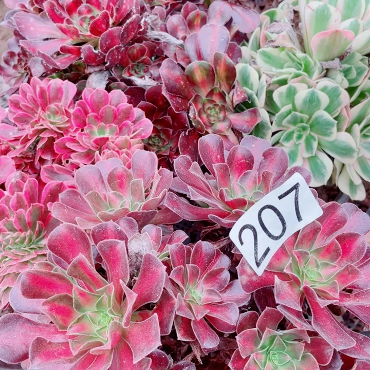 多肉植物组合207