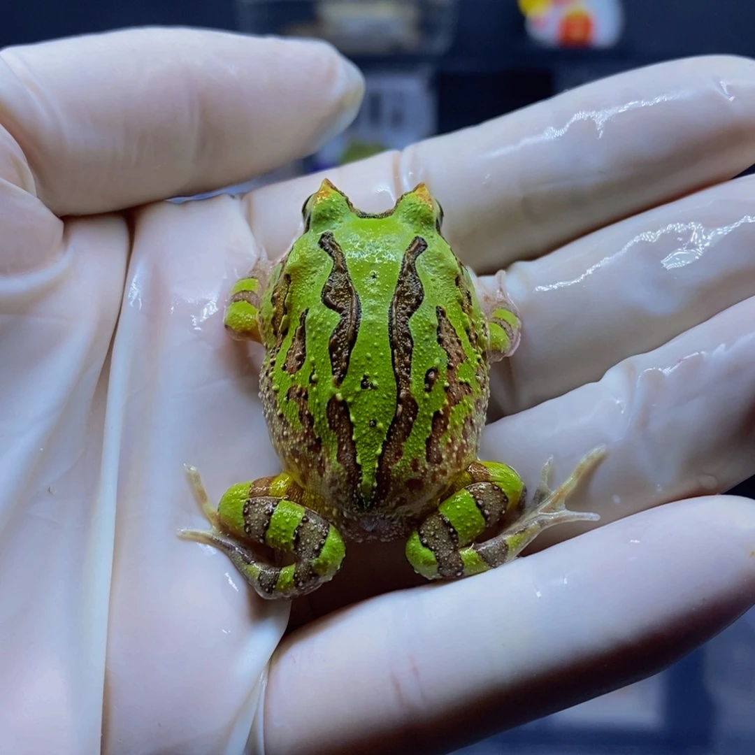 角蛙角蛙闪购专属链接