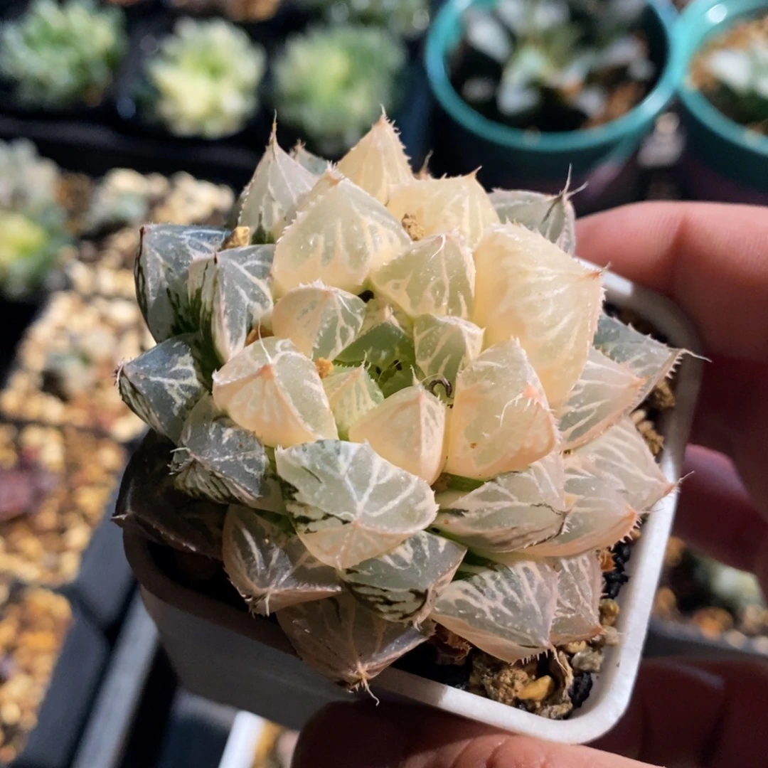 一颗实生大叶楼兰锦 特价