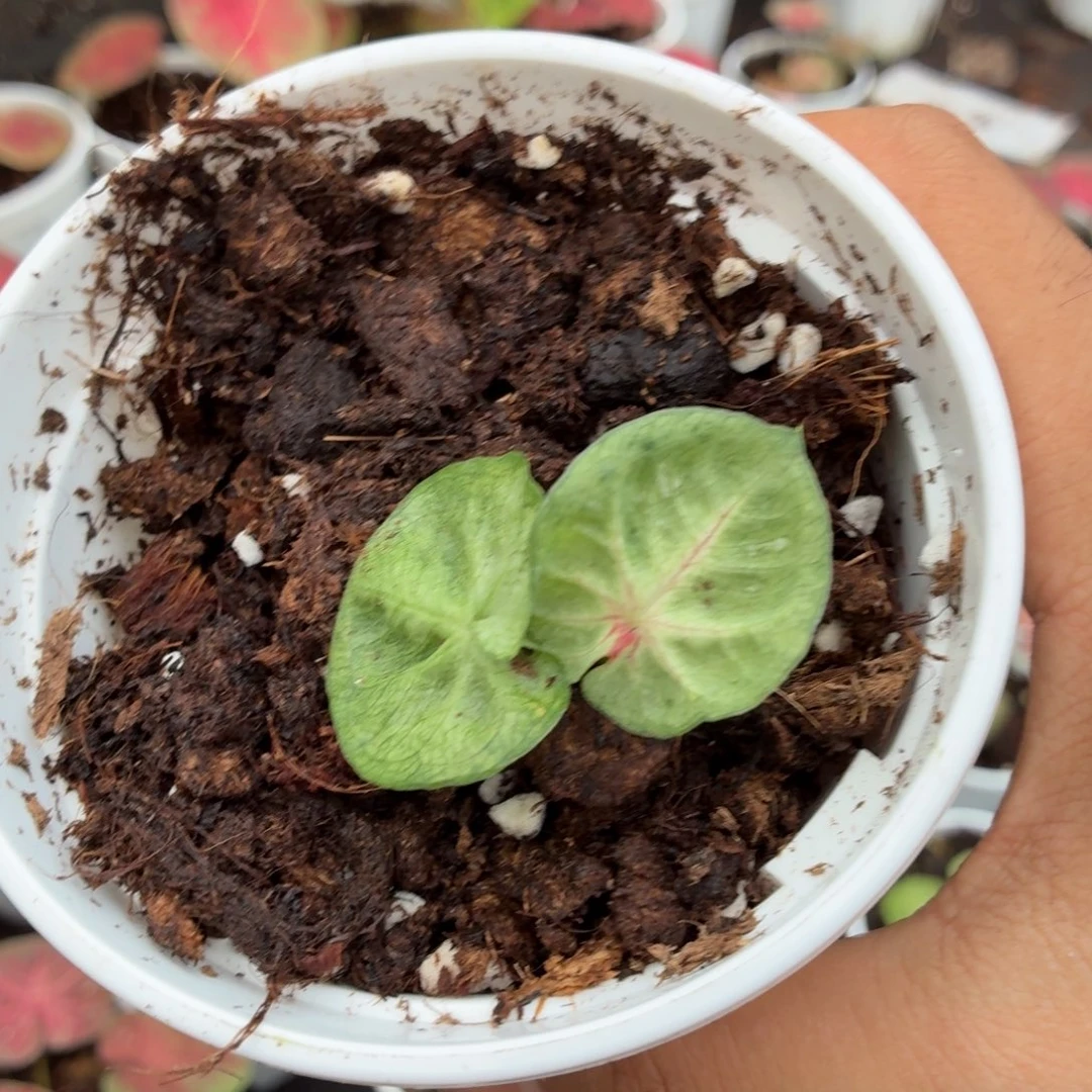 晚***筒大部分开放少量花苞B023