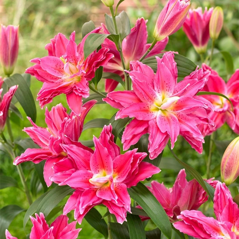 乔乔花屋 1球红美人19/21cm紫红色香水重瓣百合种球 不带盆土现货