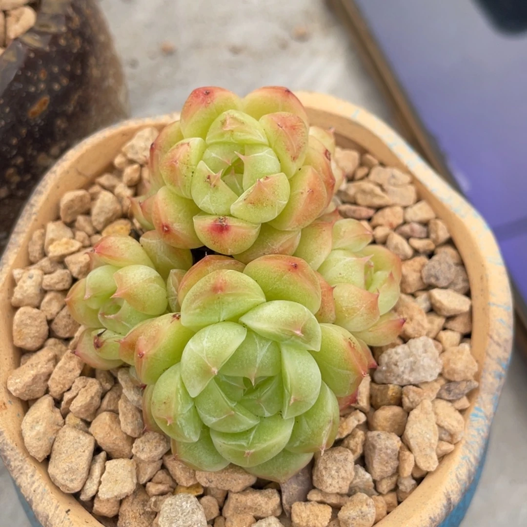 甜心麦秆群生六头
