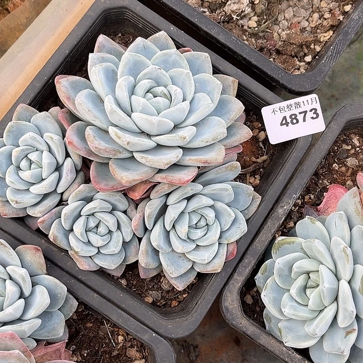 阿雅园艺。     4873