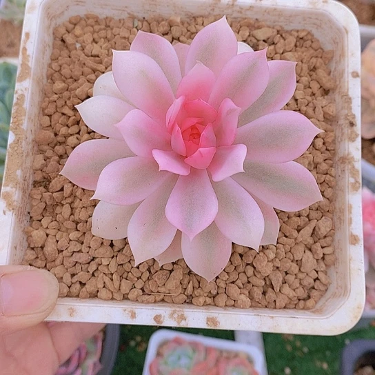 画***美粉露娜莲锦多肉植物