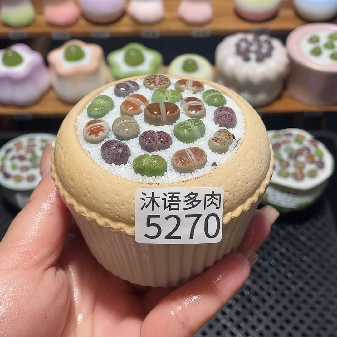 带盆土植物 一物一拍5270