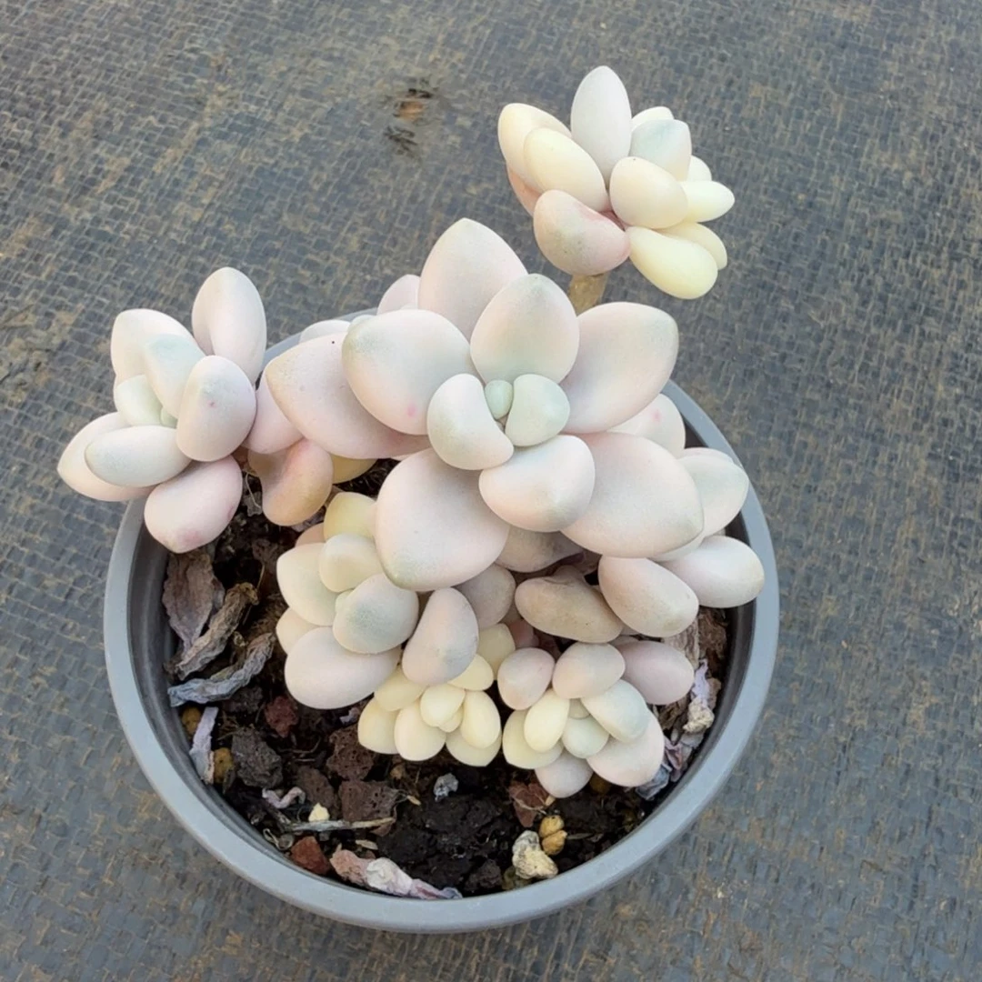 艾伦锦锦上园艺一物一拍