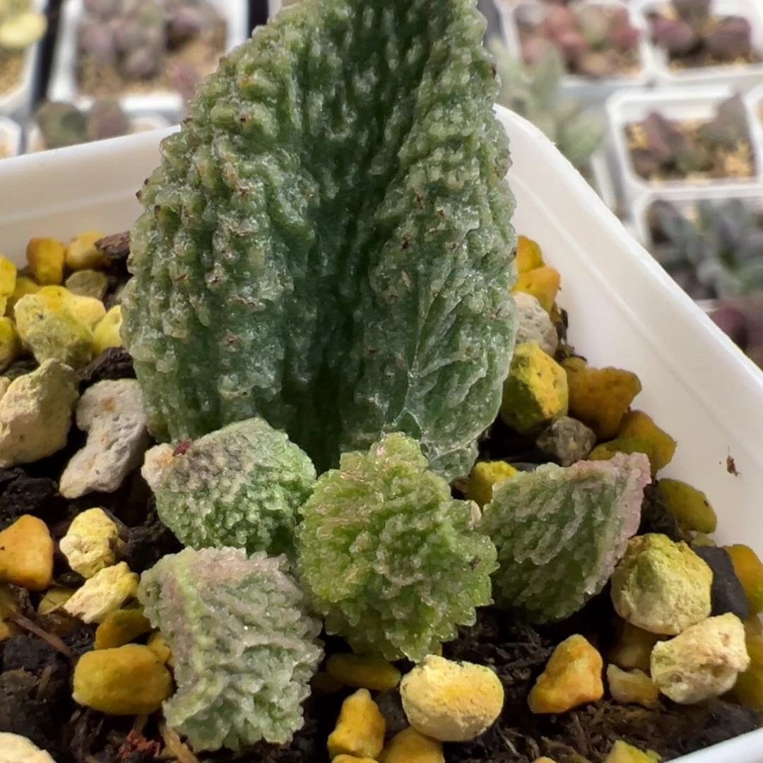 大型种实生新品大苗多肉植物