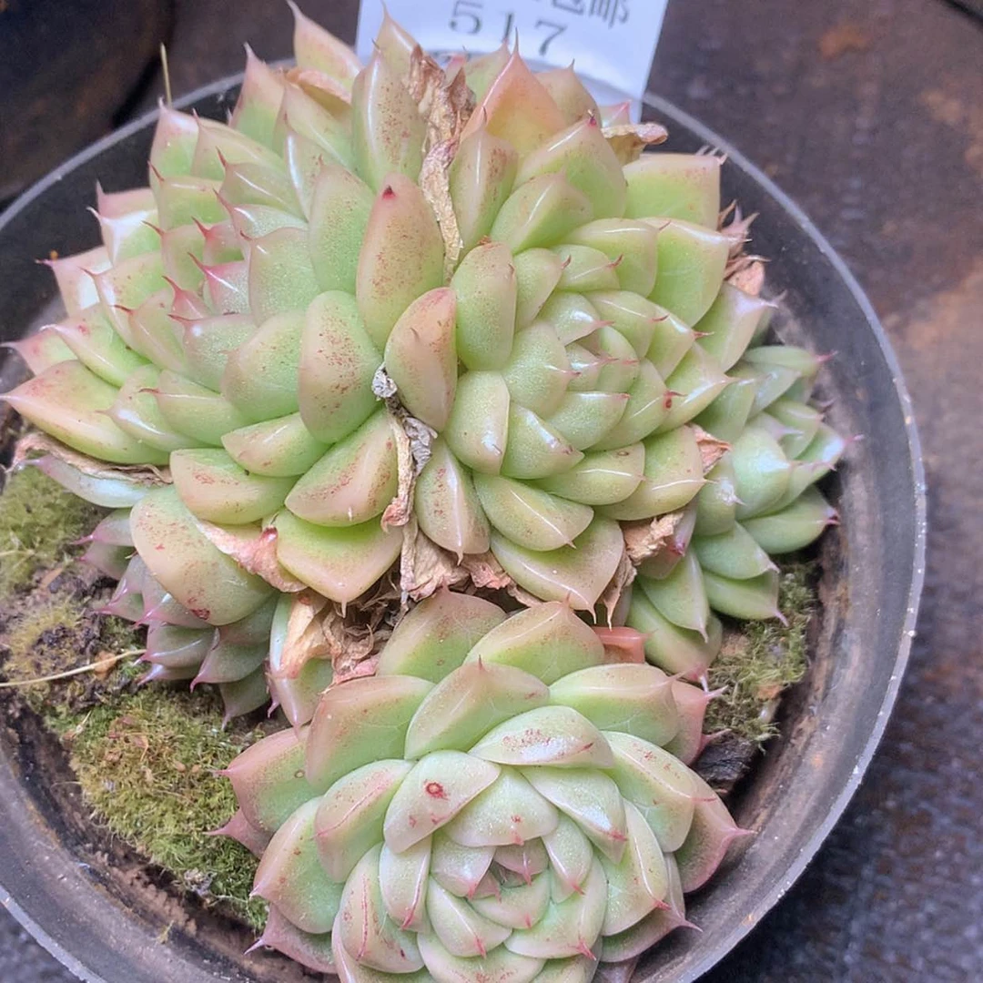 【闪购商品】云517号寒雨珍妮13厘米