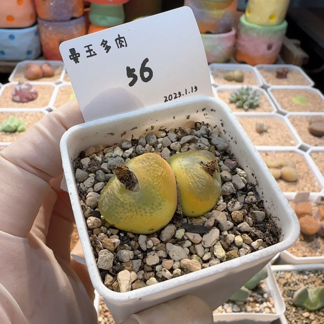 洋*多肉多肉多肉1.15-056