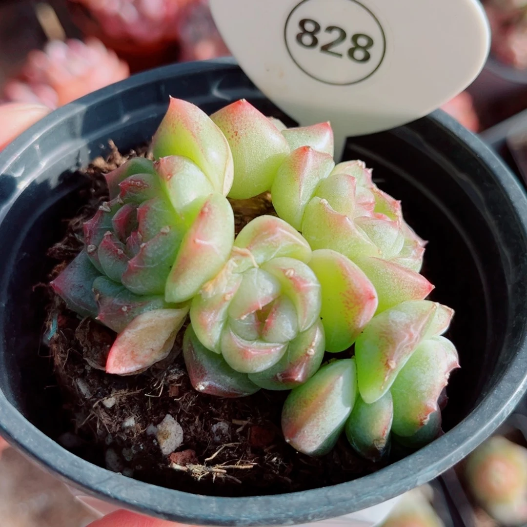 828号小老桩珍妮群