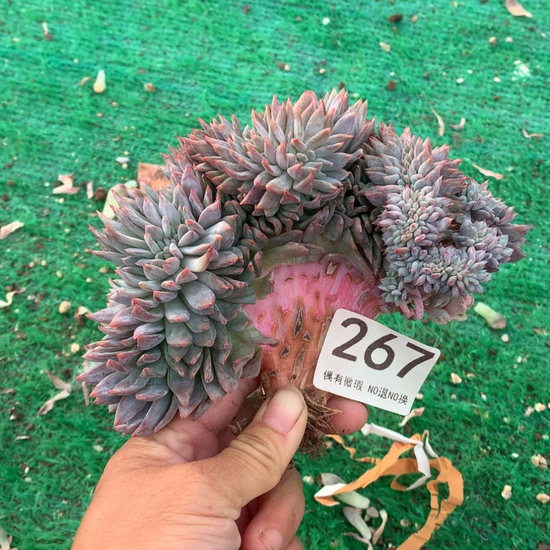 267橙子缀化多肉植物有瑕