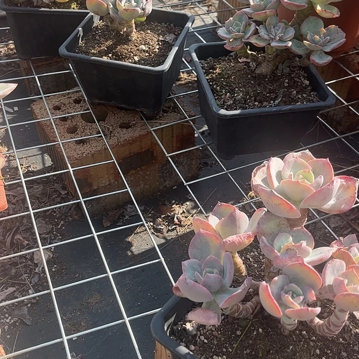 用***1735白凤脱土发货不退不换