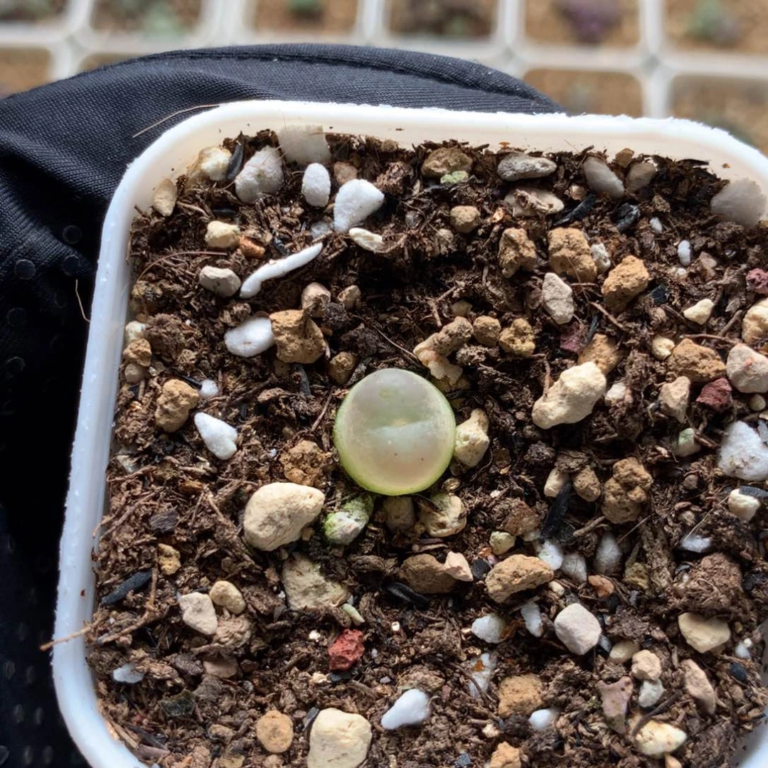 a215红拉登一颗福利