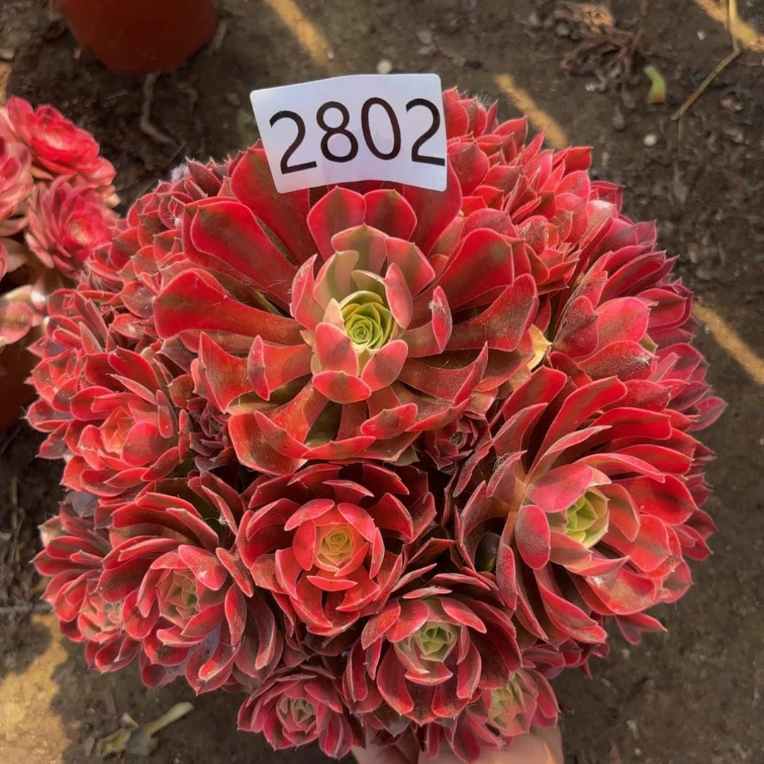 2802多肉植物香妃