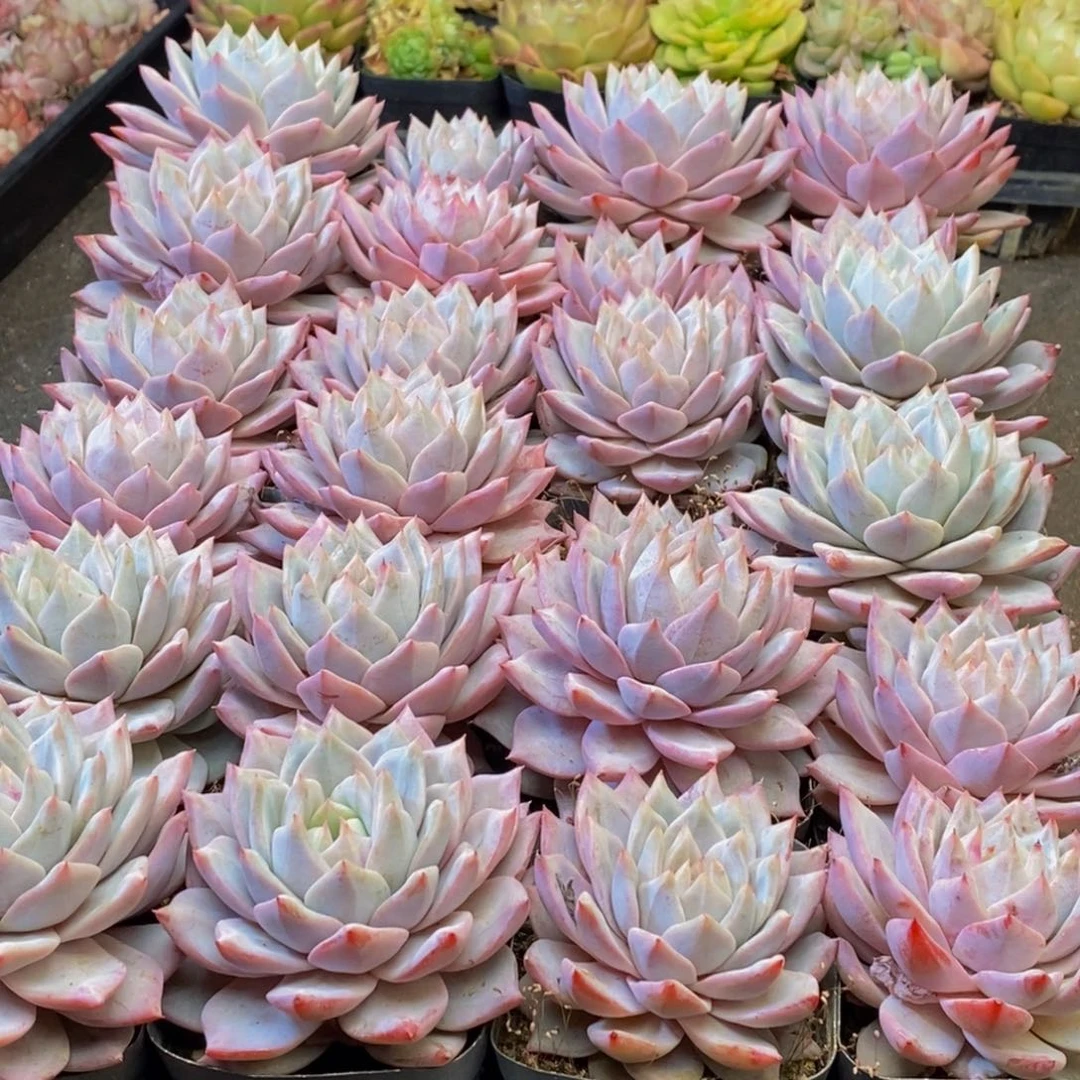 948多肉植物保护研究所所长助理研究员