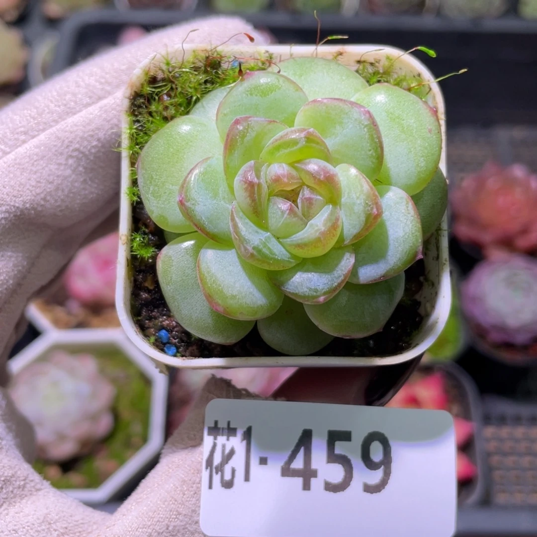 花利美1-459新品珍妮