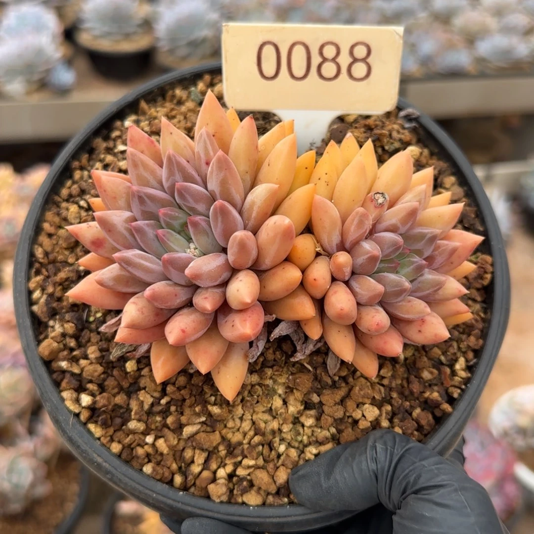 0088。   红蜻蜓双头