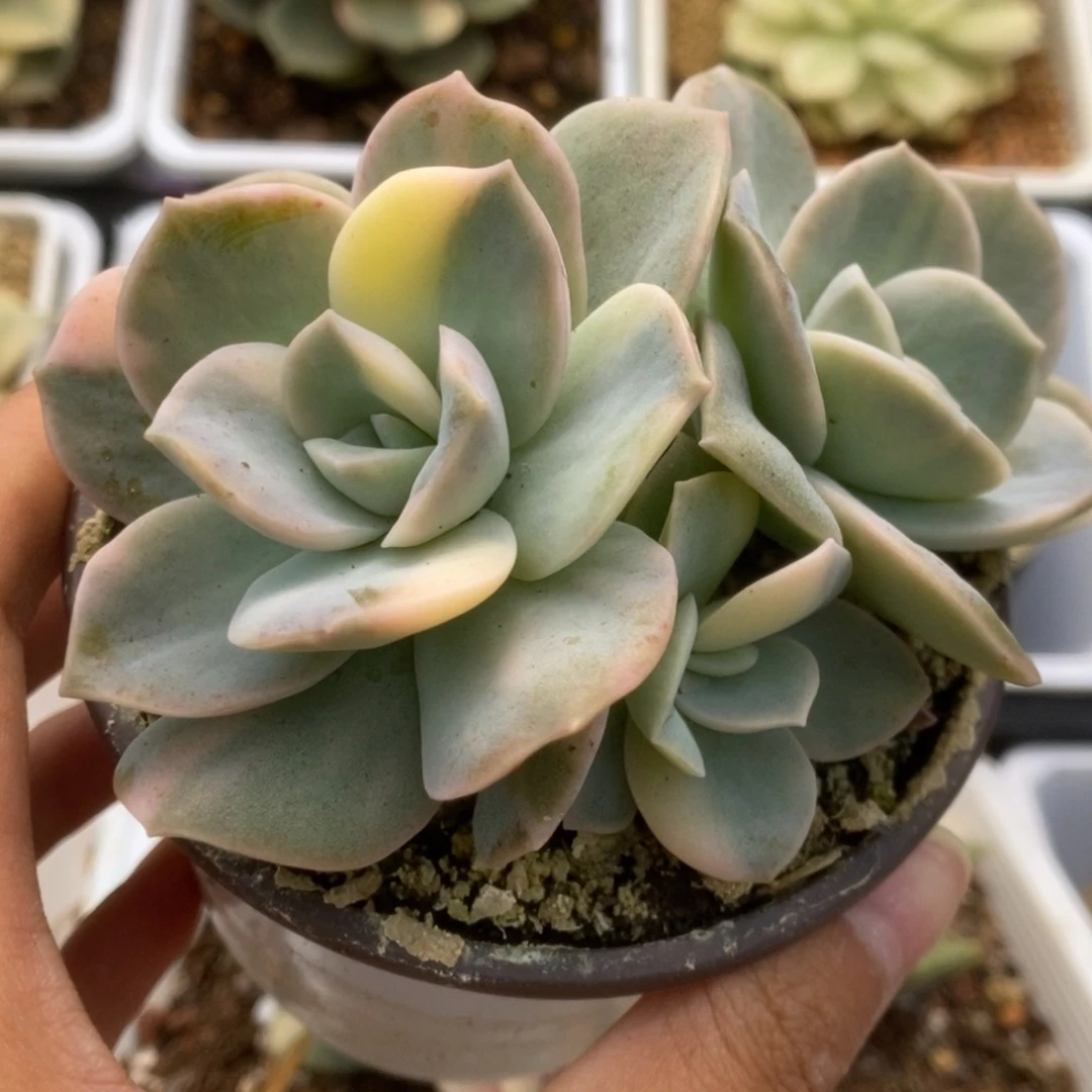 675可爱玫瑰锦锦锦锦锦