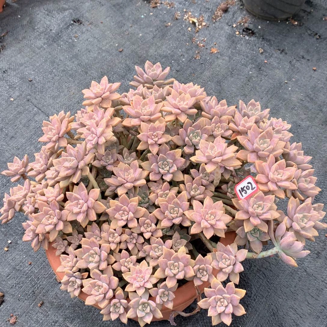 啊伦培1502晓晓一物一拍