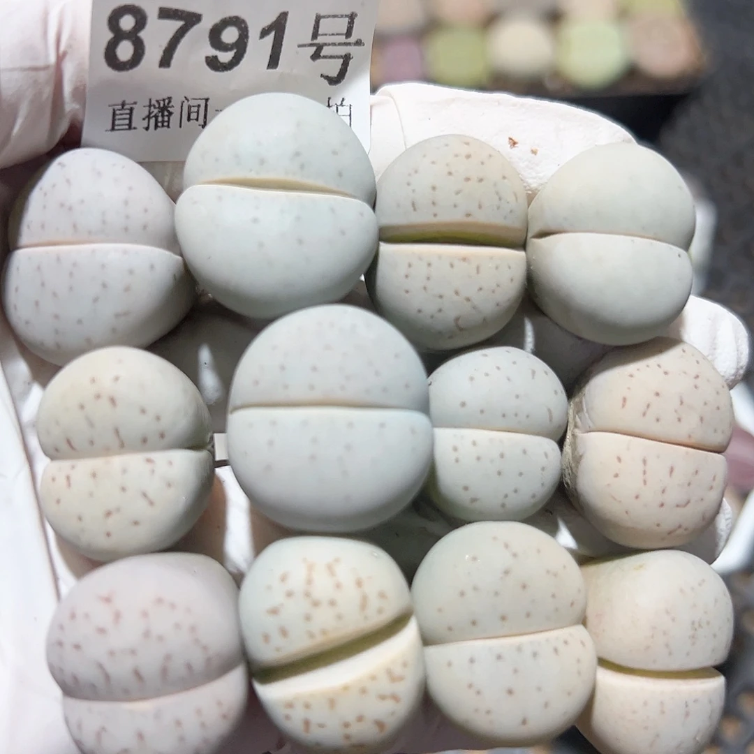 8791 好养易活生石花大母本12个下播福利