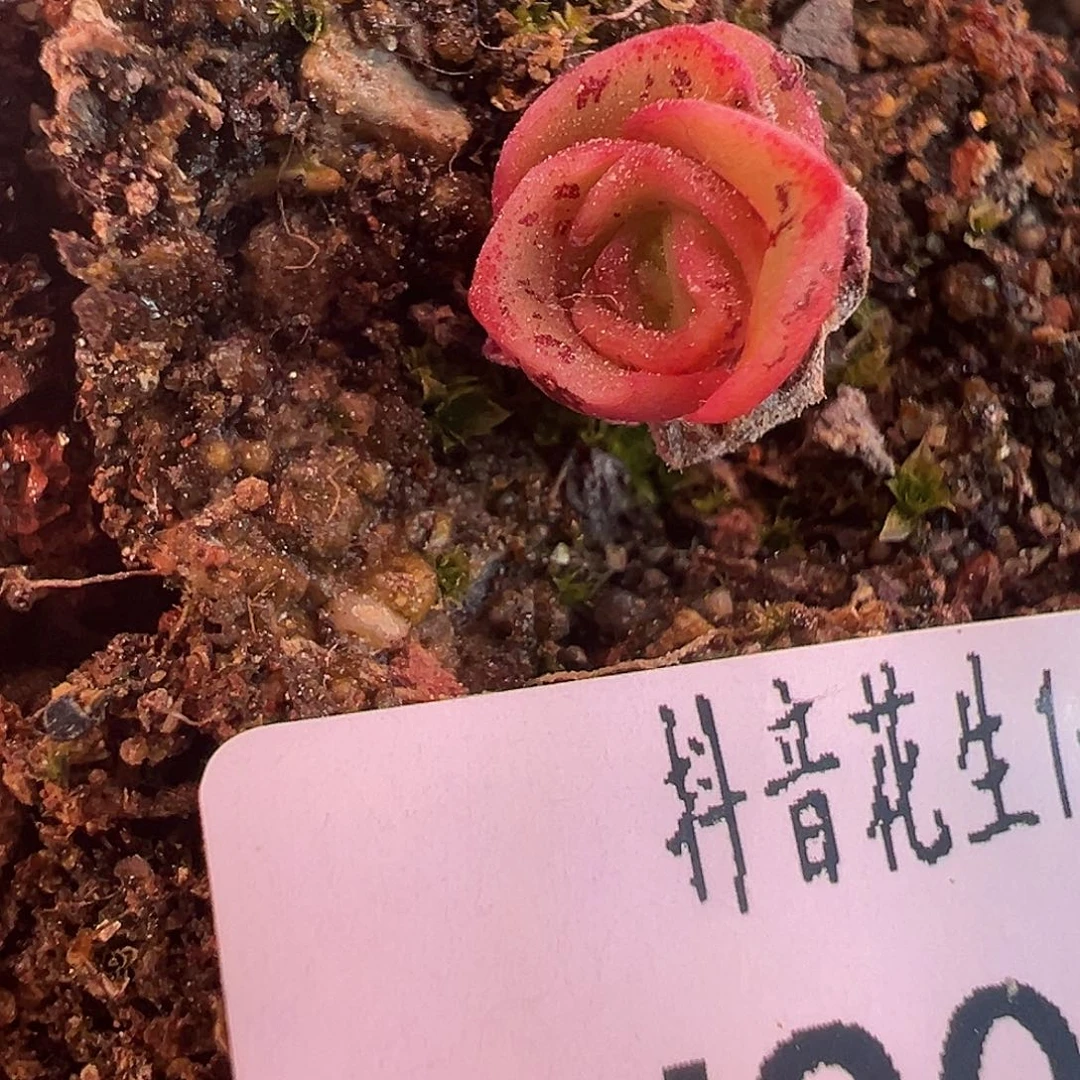 英*花生 黄金x不染x各种 015 多肉