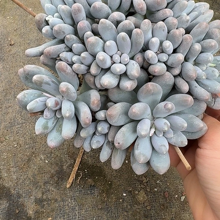 一****汤圆多肉植物的生长