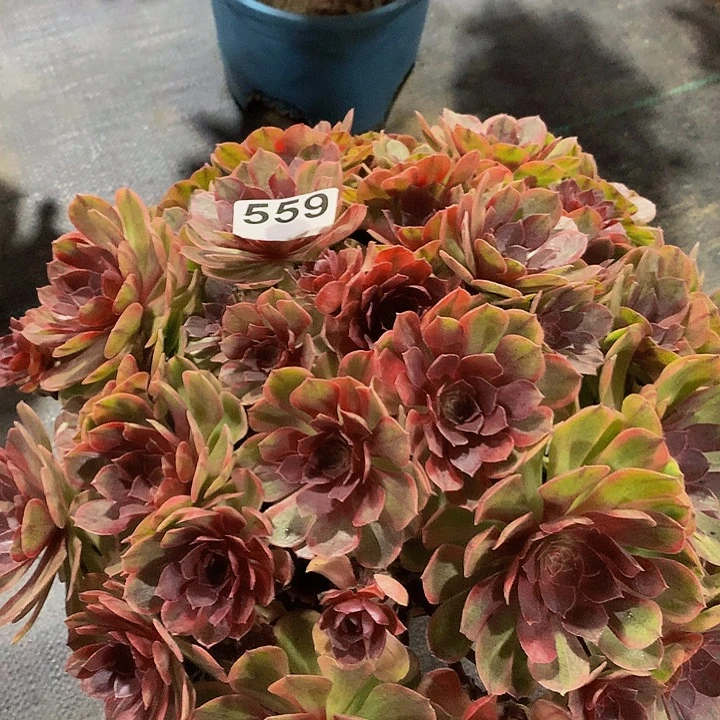 依***人多肉法师万七彩559