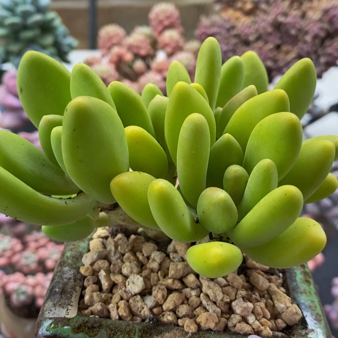 285芒果奶10cm多肉