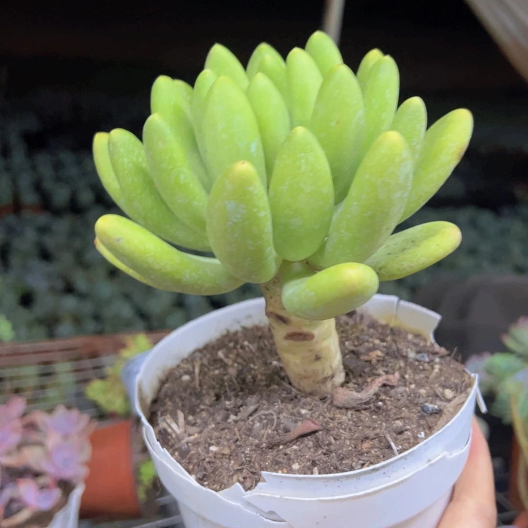 金蟾大单头老桩多肉