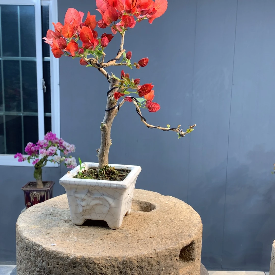 大量花朵（建议范围：8朵-15朵 或40%以上）