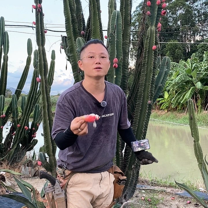无*秘鲁苹果青果实3颗发货