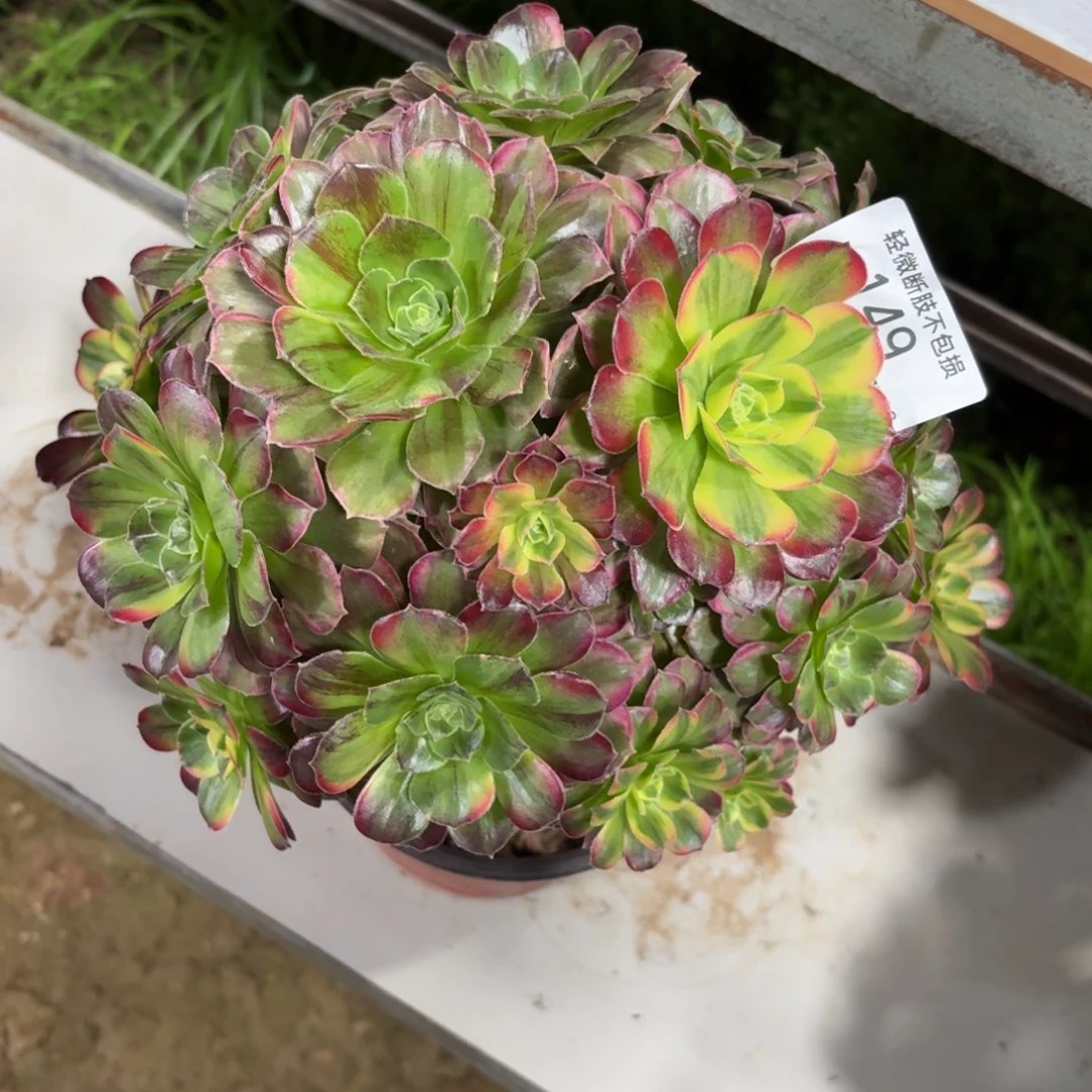 149七彩玫瑰多肉植物法师