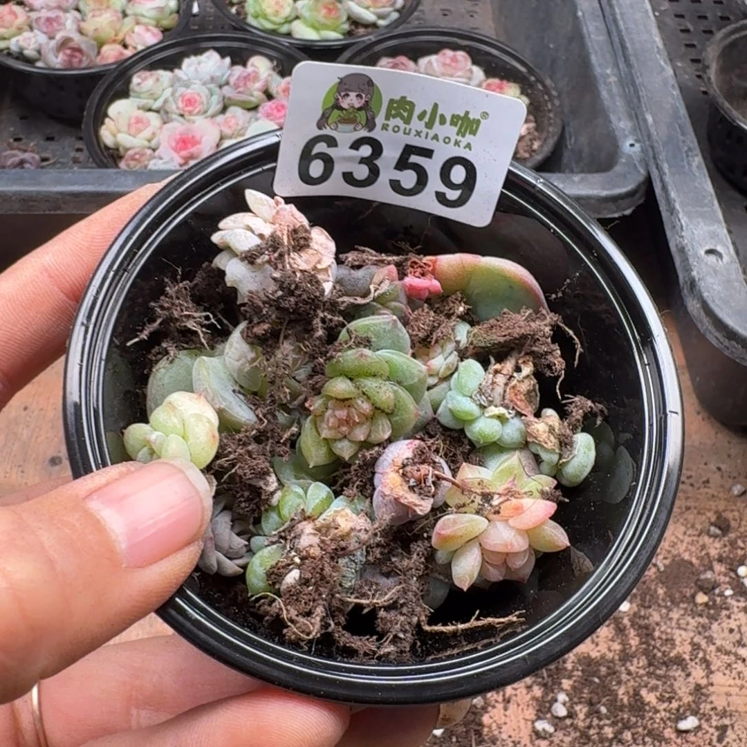 多肉植物多肉植物